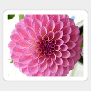 Dahlia #16 Sticker